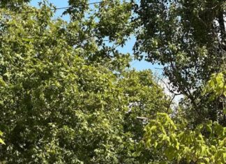 Чистый Николаев: как в городе работают уборочные машины, приобретенные благодаря Дании, — ФОТО