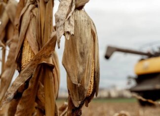 Урожай-2025 в Україні: яких культур зібрано найбільше та які основні результати