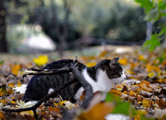 Конец октября удивит украинцев: синоптик Диденко сказала, какой ждать погоды