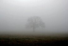 Желтый уровень опасности: николаевцев предупредили о тумане