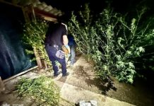 Задержали «садовода» наркотиков: на Первомайщине перед судом предстанет 31-летний мужчина, — ФОТО