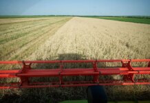 Жнива-2025: Україна зібрала близько 48 млн тонн зерна з 84% засіяних полів