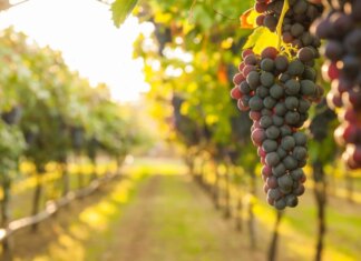 Франція виділить 150 млн доларів на вирубку виноградників через падіння попиту на вино — Bloomberg