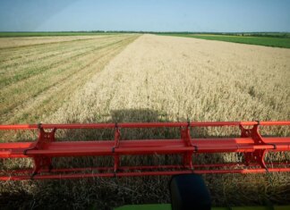 Україна завершує жнива: очікується до 60 млн тонн зерна і до 20 млн тонн олійних нового врожаю