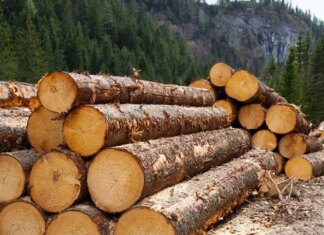 В Україні запускають е-кабінет експортера для прозорості ринку деревини