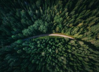 Кабмін оновив план управління лісами до 2035 року: відомі деталі