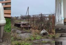 «Стерилизация ради жизни»: как волонтеры спасают животных на деоккупированной Николаевщине, — ФОТО