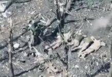 Оккупанты казнили 5 пленных бойцов ВСУ: прокуратура открыла производство