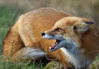 В общине Николаевской области объявлен карантин из-за бешенства