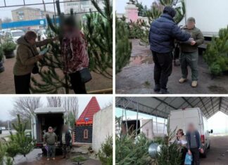 В Первомайске обнаружили 4 факта незаконной торговли новогодними елками