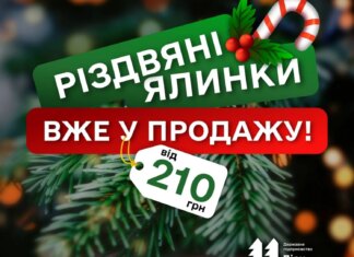ДП "Ліси України" оголосило про старт продажу легальних ялинок: Ціни лишилися соціальними