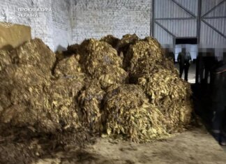 Вирощували, переробляли, збували: ліквідовано підпільне виробництво тютюну на понад 25 млн грн у трьох областях