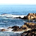 Акула атаковала 17 пловцов в Калифорнии: женщина пропала без вести