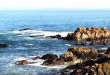 Акула атаковала 17 пловцов в Калифорнии: женщина пропала без вести