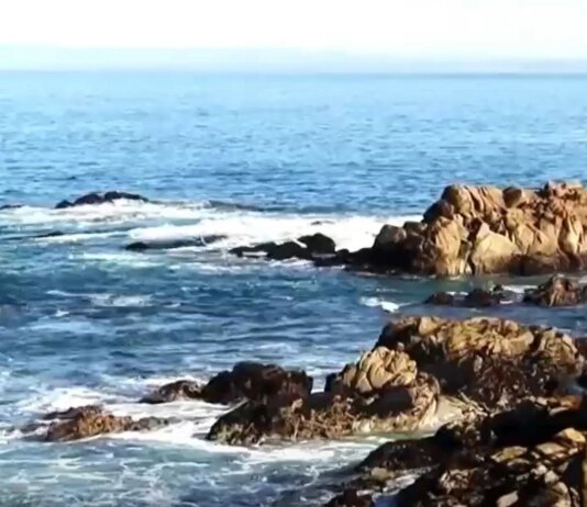 Акула атаковала 17 пловцов в Калифорнии: женщина пропала без вести