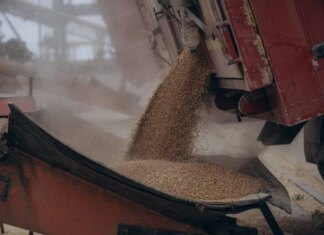 Україна завершила збір врожаю: 57,6 млн тонн зернових та 17,3 млн тонн олійних