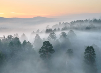 Первый уровень опасности: в Николаеве туман