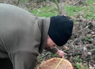 Незаконная порубка более чем на 60 тысяч: в Николаевской области срубили дубы, — ФОТО