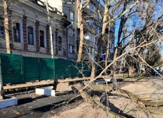 Не буря, а экскаватор: в центре Николаева упало дерево из-за ремонтных работ, — ФОТО