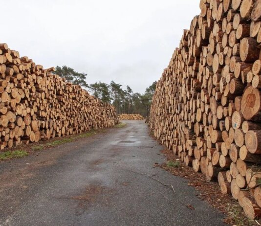 Уряд продовжив обмеження експорту лісу та металобрухту до кінця 2026 року