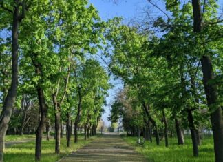 В Николаеве изменяют правила удаления деревьев: которые предлагают в горсовете