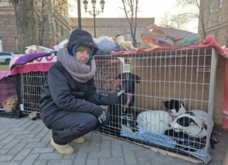 Дом вместо фронта: в центре Николаева собакам из прифронтовой Херсонщины искали семьи, — ФОТО