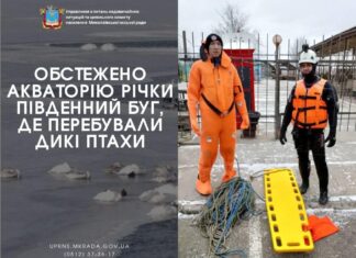 В Южном Буге лебедь вмерз в лед: спасатели пытались его спасти, — ФОТО