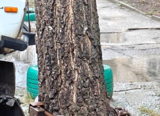 В Николаеве «арестовали» дерево: спасательная операция прошла успешно, — ФОТО