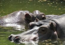 В Николаевском зоопарке отметили Всемирный день бегемота: история от Казимира до Рикки, — ФОТО