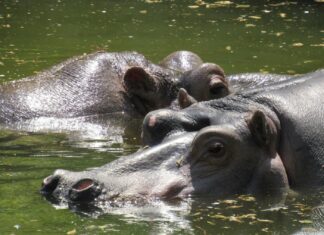 В Николаевском зоопарке отметили Всемирный день бегемота: история от Казимира до Рикки, — ФОТО