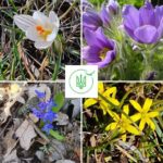 Операция «Первоцвет» стартовала: за букет весенних цветов можно получить штраф