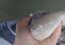 Партизан АТЕШ вывел из строя российскую спецтехнику с оборудованием "Омут" на Брянщине