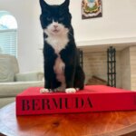 Кот Палмерстон, бывший главный мышелов МИД Британии, умер на Бермудских островах