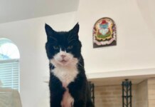 Кот Палмерстон, бывший главный мышелов МИД Британии, умер на Бермудских островах