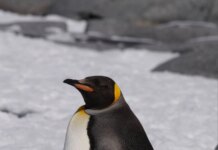 Возле станции "Вернадский" в Антарктике заметили редкого королевского пингвина