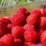 Україна значно скоротила обсяги виробництва й експорту малини у 2025 році