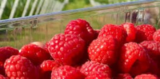 Україна значно скоротила обсяги виробництва й експорту малини у 2025 році