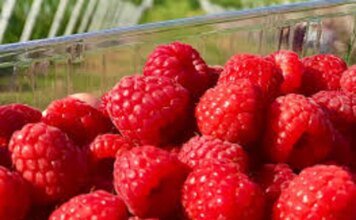 Україна значно скоротила обсяги виробництва й експорту малини у 2025 році
