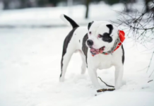 Ледяная ловушка и шквальный ветер: синоптики дали тревожный прогноз погоды