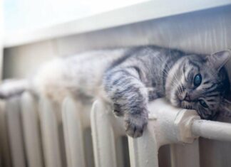 В Николаеве с марта возрастут тарифы на тепло: исполком принял соответствующее решение