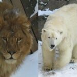 Николаевский зоопарк: стоимость билетов и часы посещения