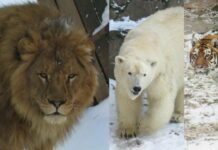 Николаевский зоопарк: стоимость билетов и часы посещения