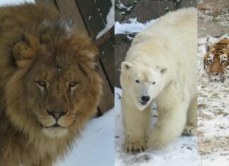 Николаевский зоопарк: стоимость билетов и часы посещения