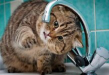 Отключение до вечера: где в Николаеве сегодня не будет воды