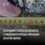 В Южноукраинске незаконно срезали 35 деревьев: нарушителя заставили заплатить ущерб