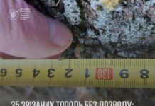 В Южноукраинске незаконно срезали 35 деревьев: нарушителя заставили заплатить ущерб