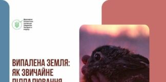 Сжигаешь траву – платишь штраф: чем опасны поджоги и что грозит нарушителям