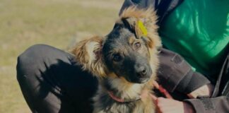 В Николаеве ищут семьи для животных: в городе проведут выставку-устройство