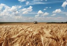 Весна набирает обороты: как погода повлияла на урожай Николаевской области