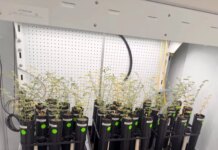 Ученые успешно вырастили нут в симулированном лунном грунте для будущих космических миссий